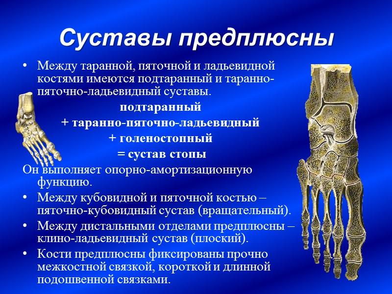 Суставы предплюсны Между таранной, пяточной и ладьевидной костями имеются подтаранный и таранно-пяточно-ладьевидный суставы. 